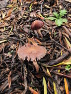 Image of Psathyrella bipellis (Quél.) A. H. Sm. 1946