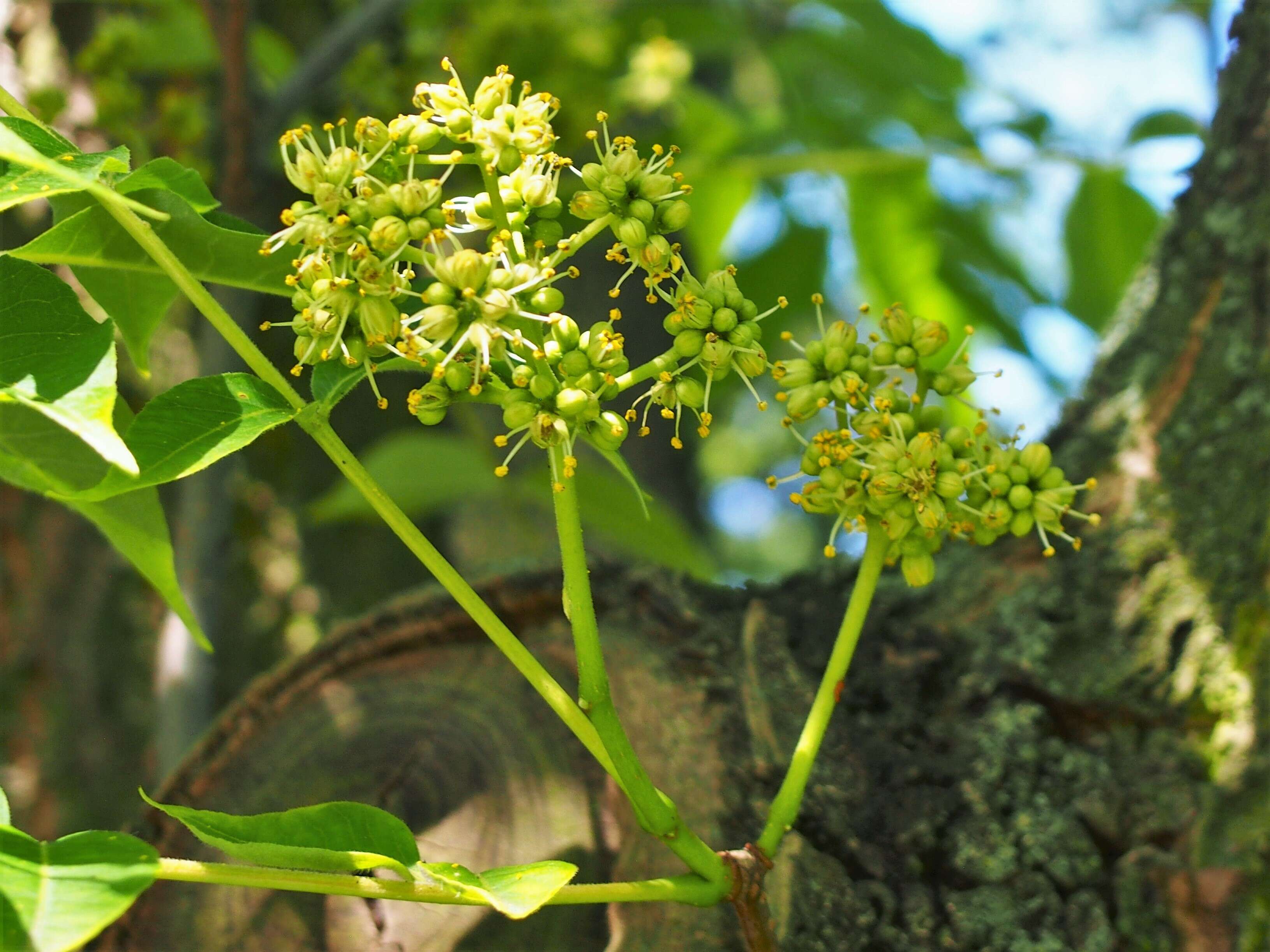 Image of corktree