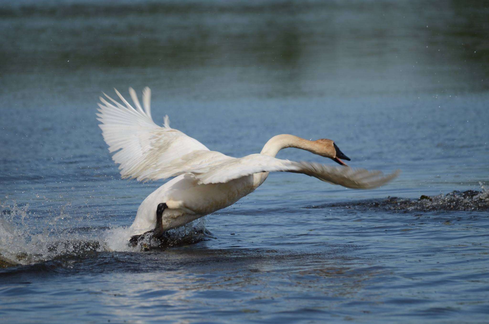 Image of Trumpeter Swan