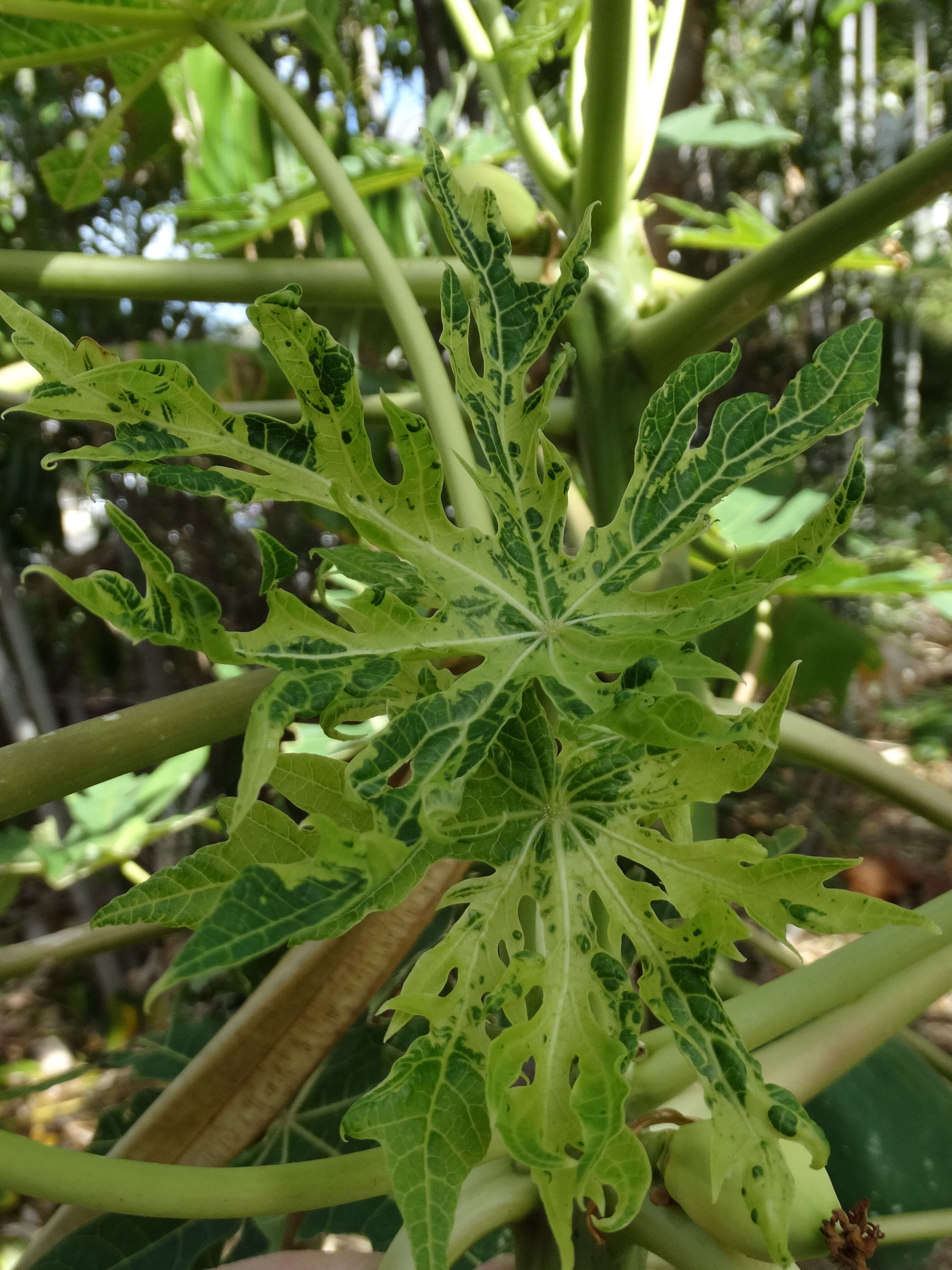 Image of Papaya ringspot virus