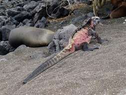 Image of marine iguana