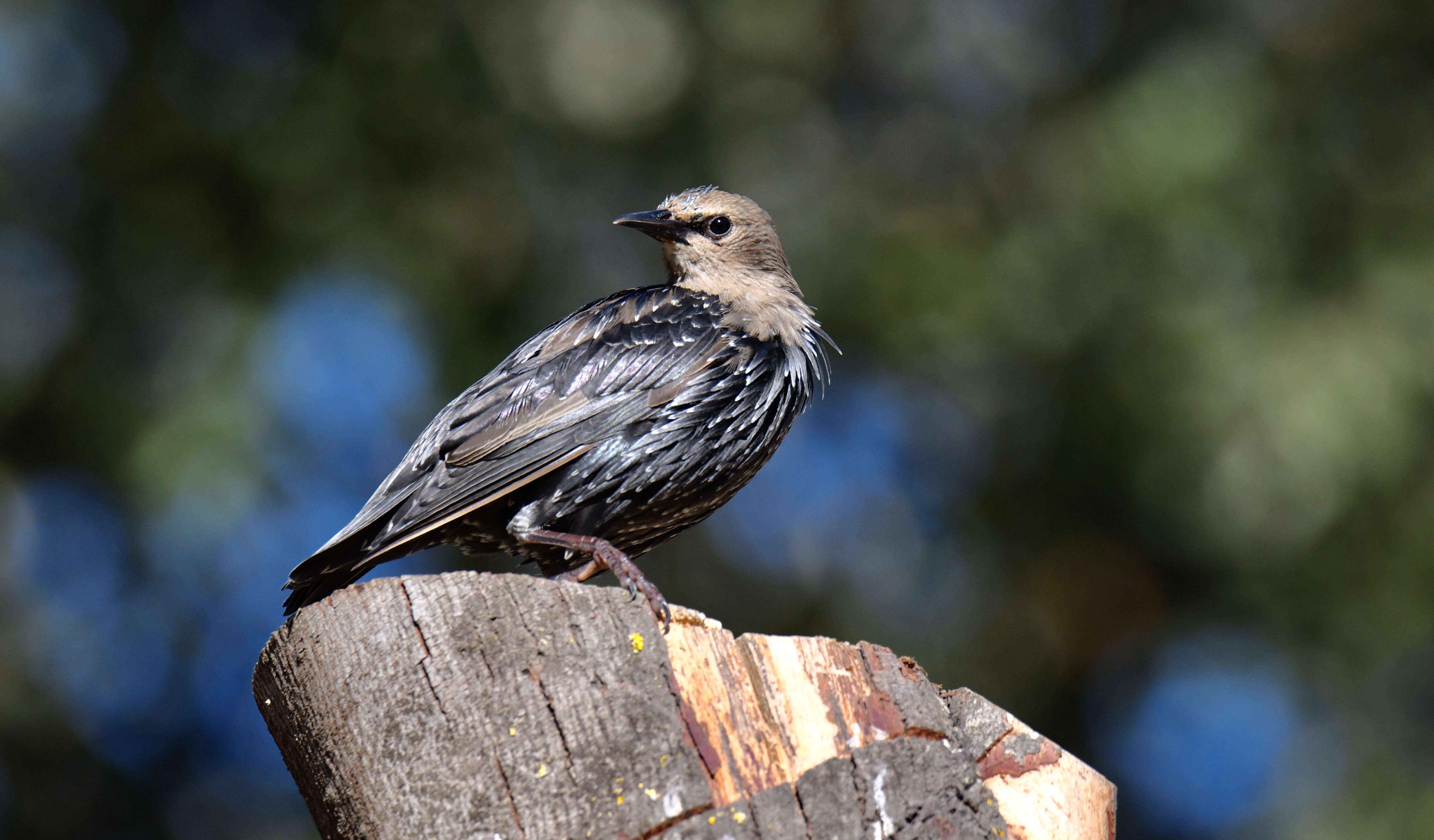 Imagem de Sturnus unicolor Temminck 1820