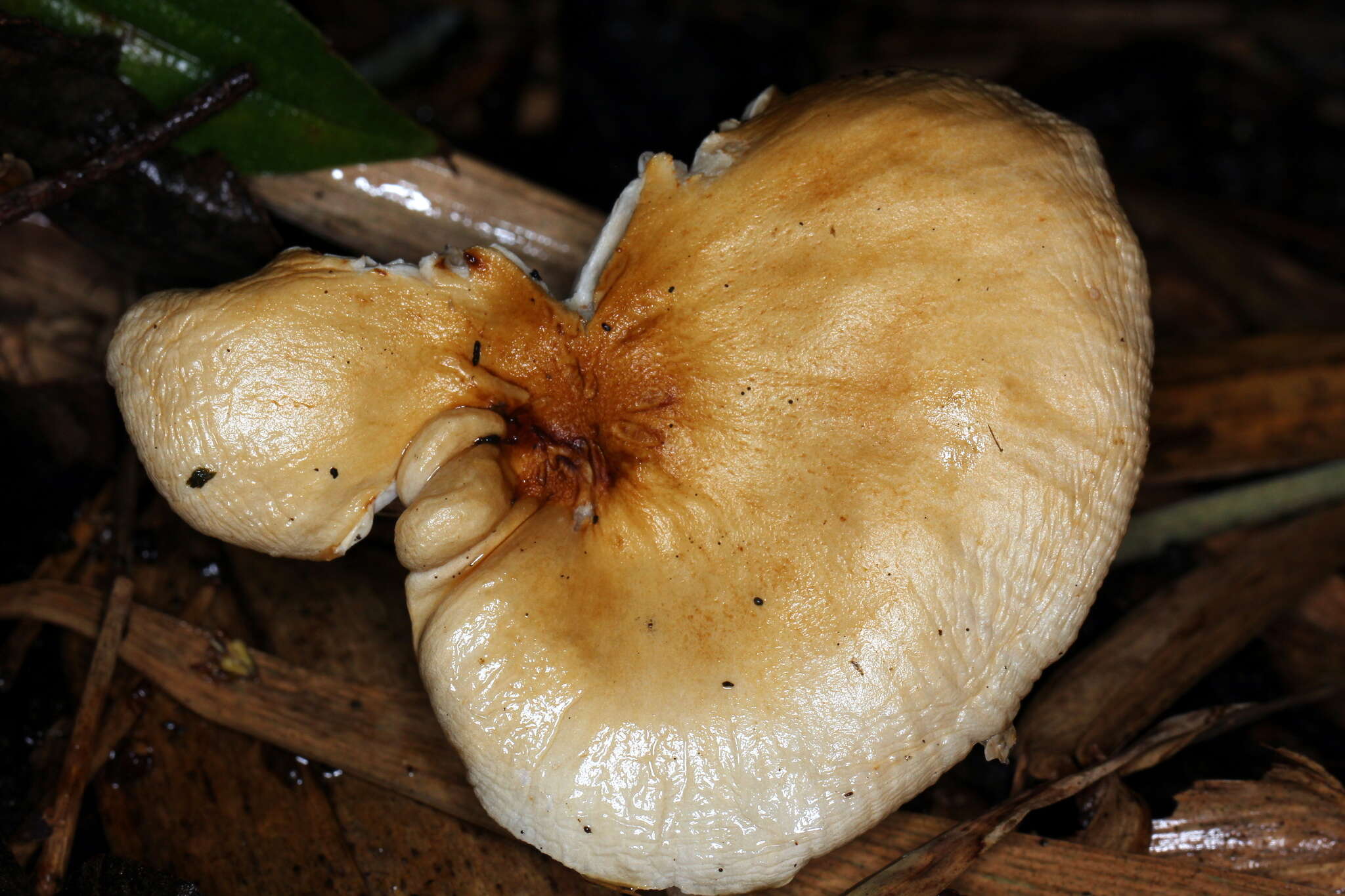 Plancia ëd Limacella illinita (Fr.) Maire 1933