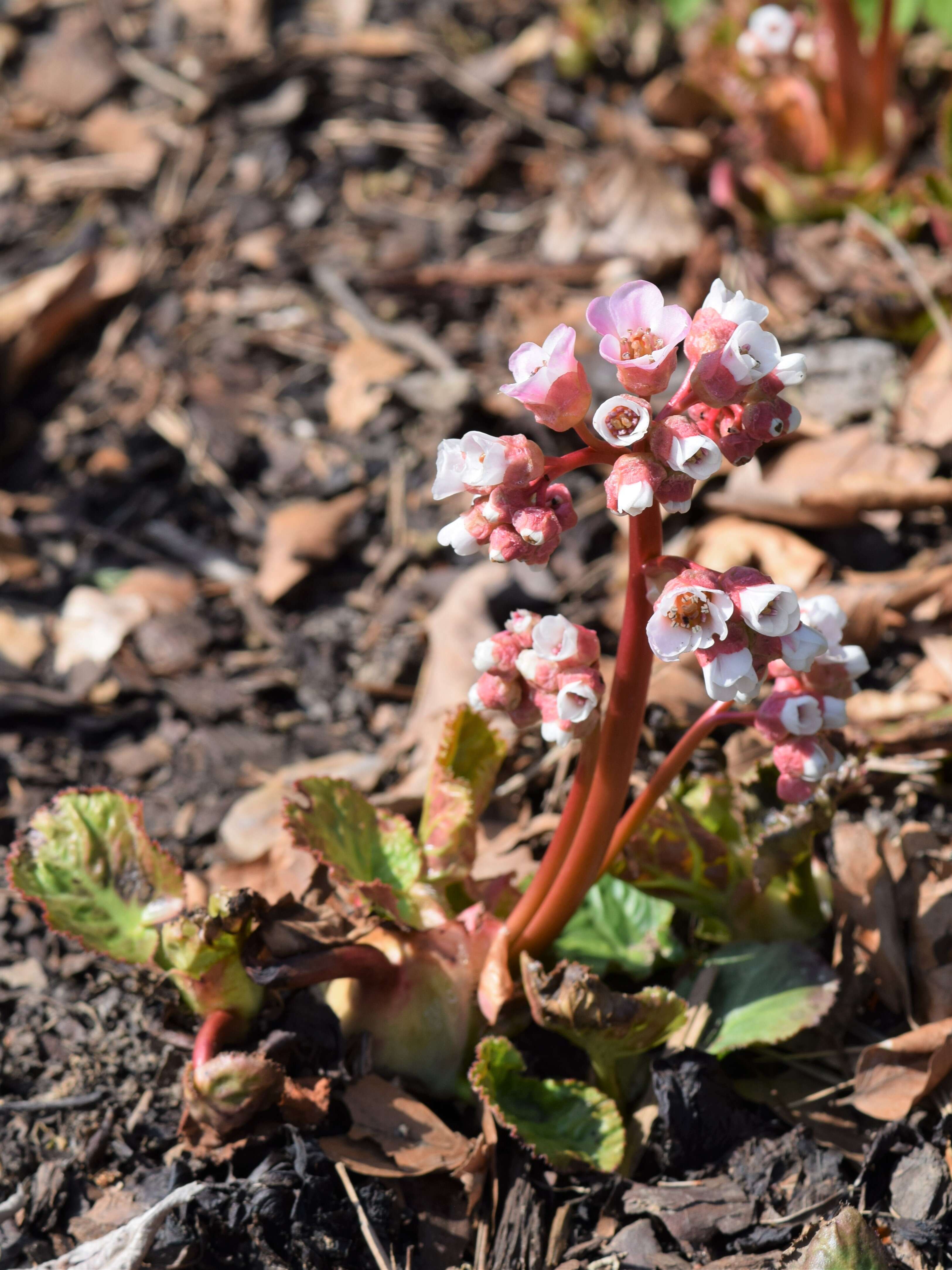 Image of Bergenia ciliata (Haw.) Sternb.