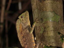 Image of Abbott's Crested Lizard