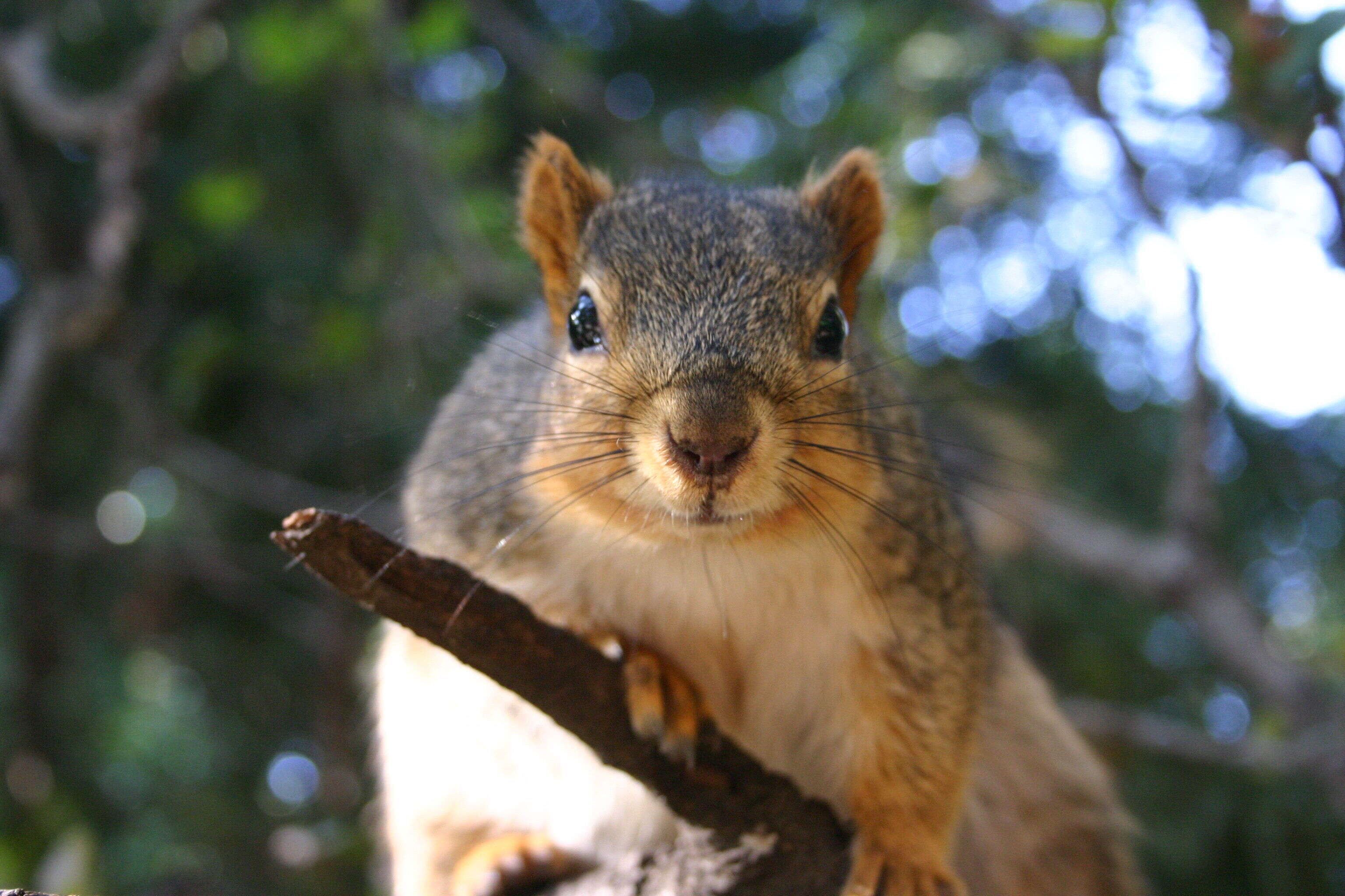 Image of Sciurus subgen. Sciurus Linnaeus 1758