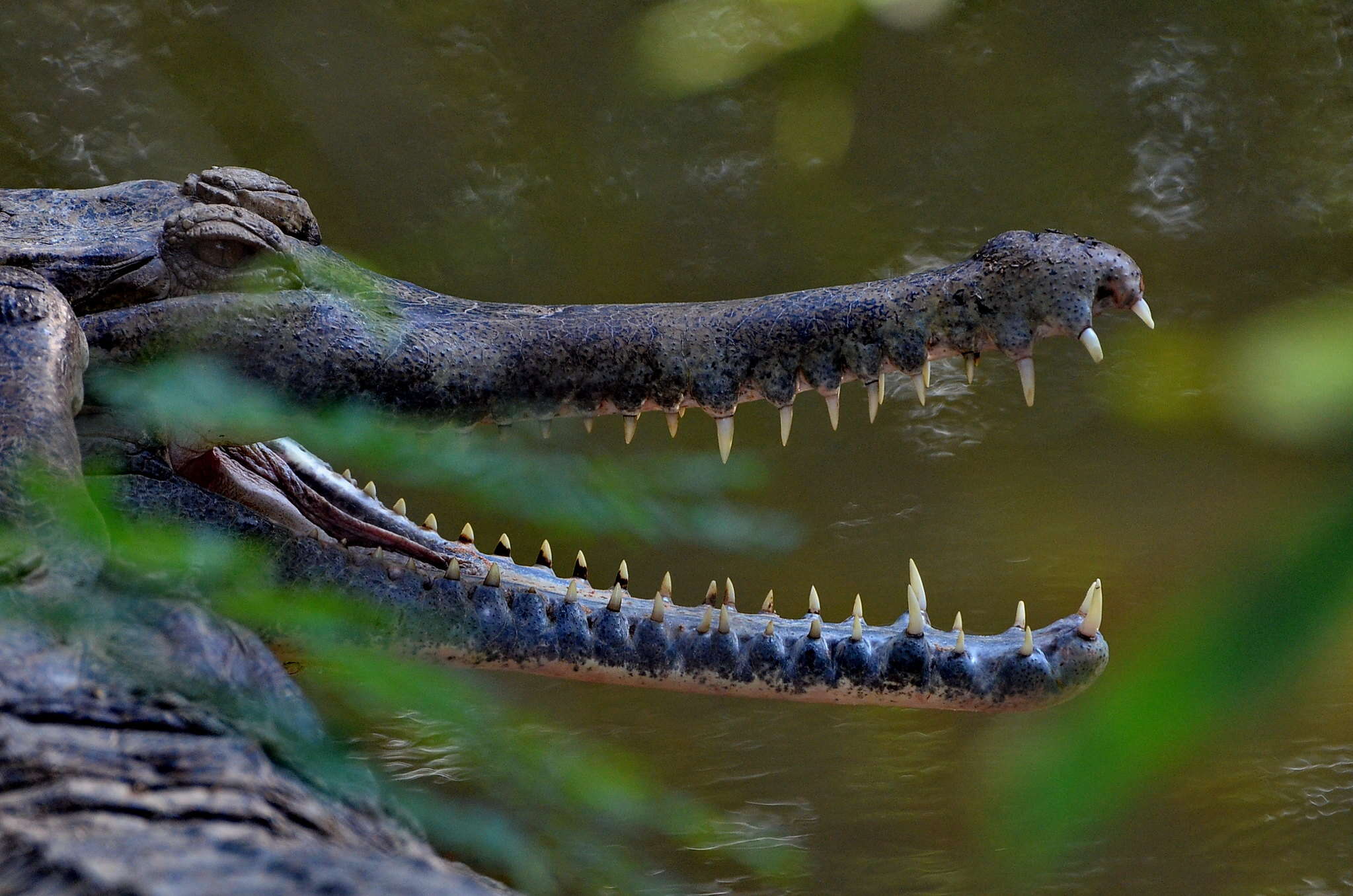 Image of Tomistoma