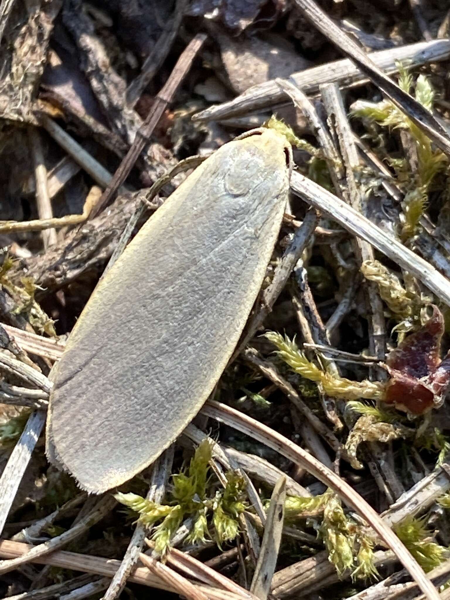 Image of dingy footman