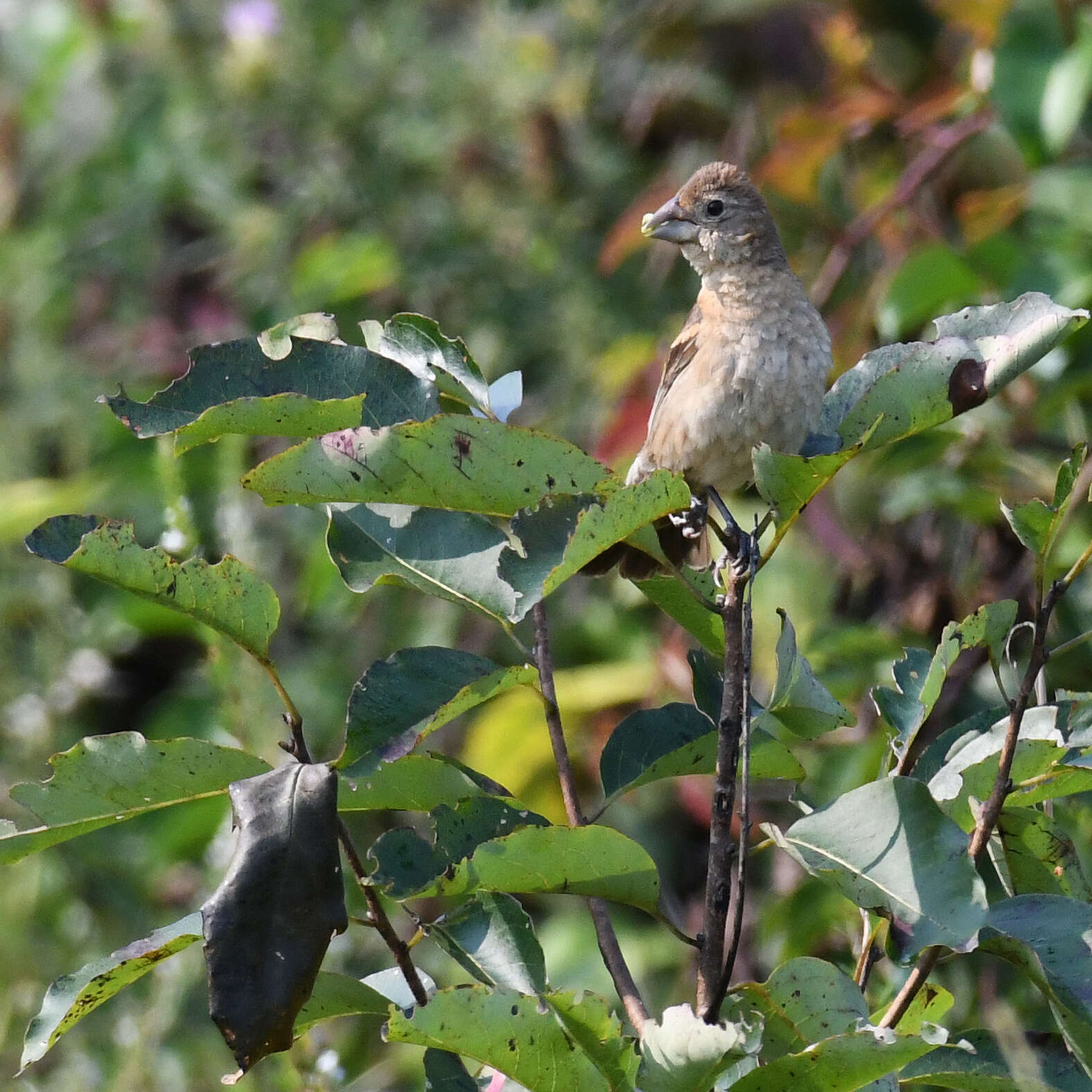 Image of Blue Grosbeak