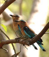 Imagem de Coracias benghalensis (Linnaeus 1758)