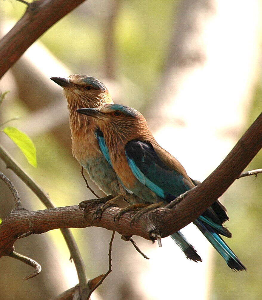 Imagem de Coracias benghalensis (Linnaeus 1758)