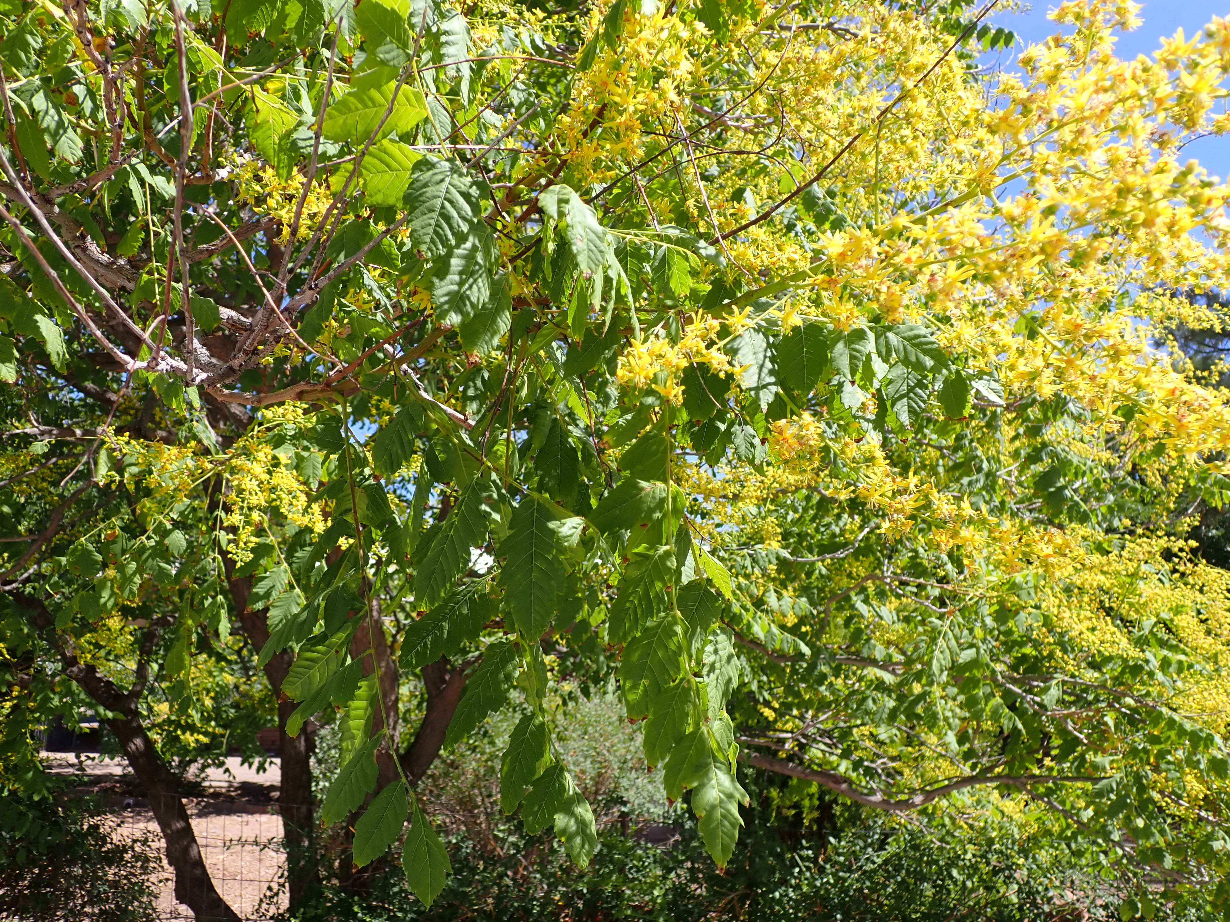 Image of Golden-rain tree