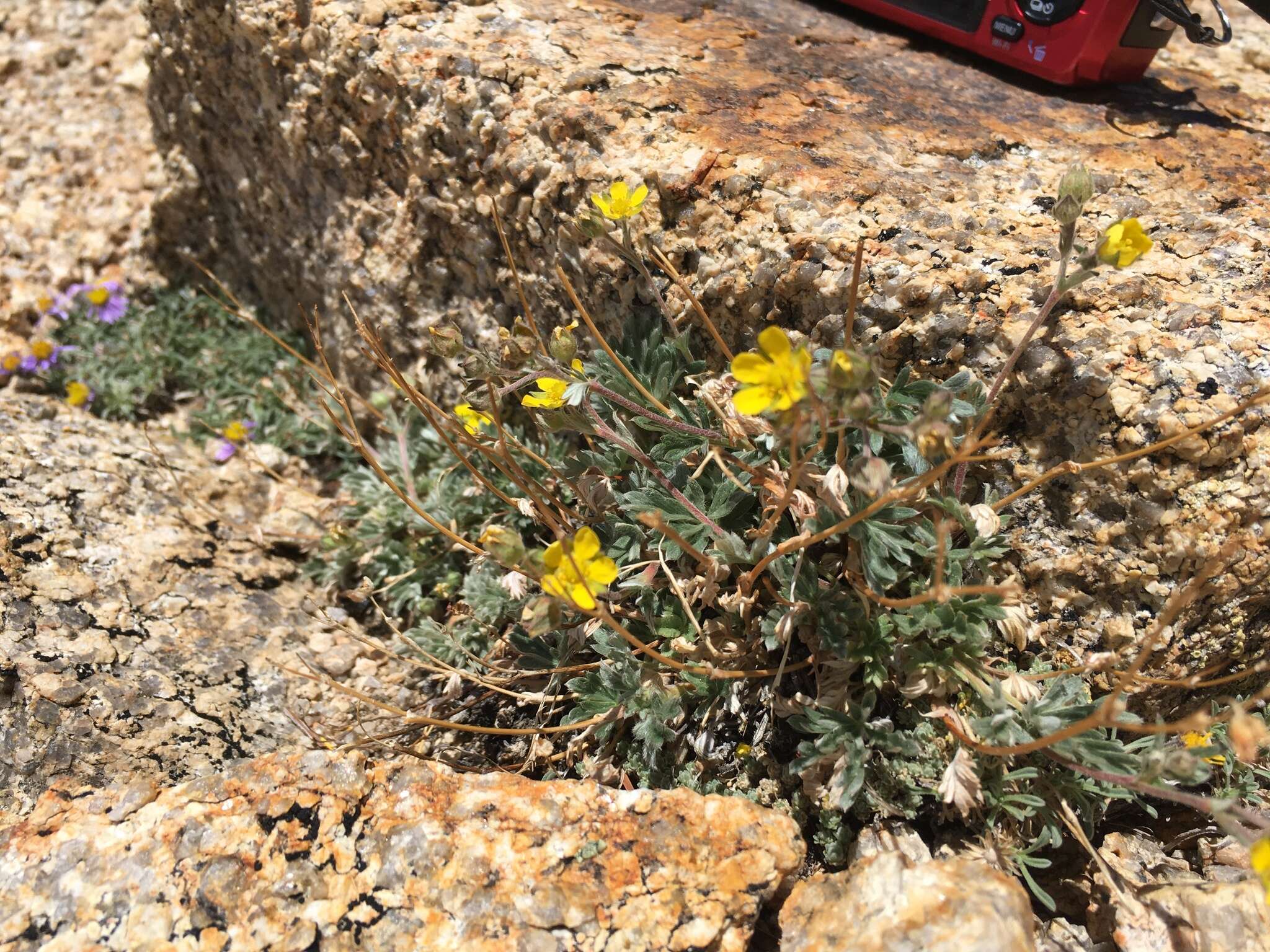 Image of silverweed