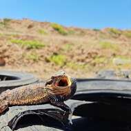 Image of Bearded Dragon