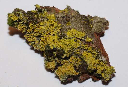 Image of lemon lichen