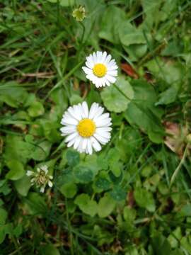 Image of Daisy