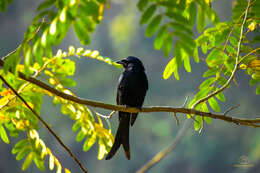 Image of Black Drongo