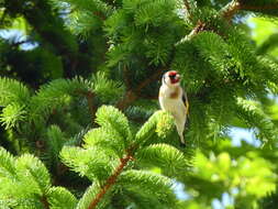 Image of European Goldfinch