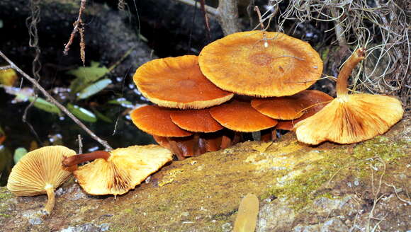 Image of Gymnopilus dryophilus Murrill 1943