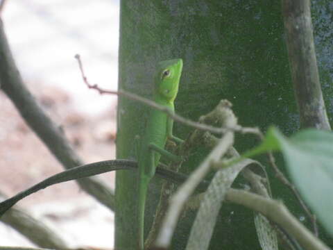 Image of Common green forest lizard