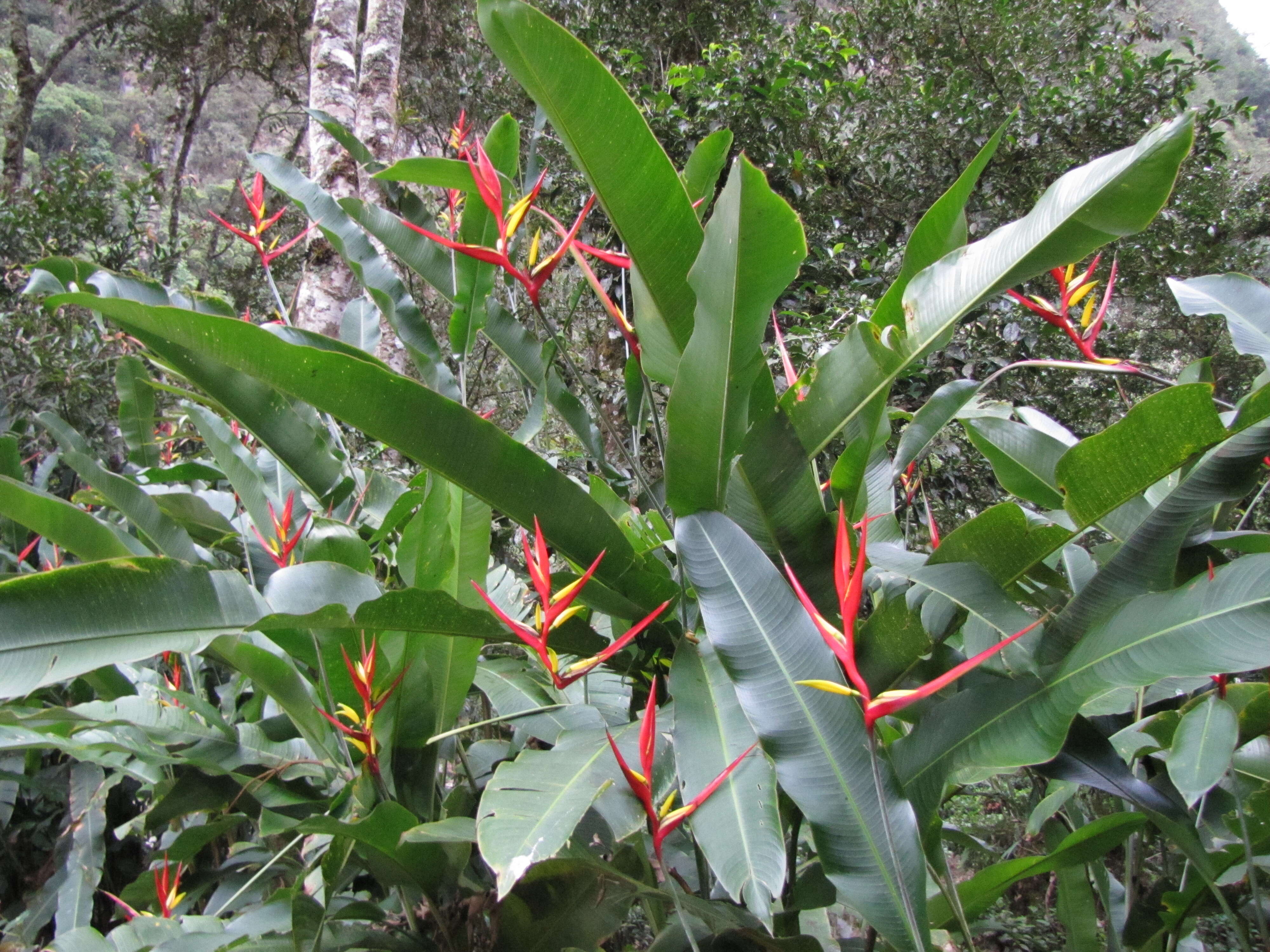 Image of lobster-claw family