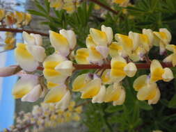 Imagem de Lupinus arbustus Lindl.