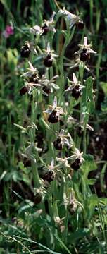 Image of Ophrys sphegodes subsp. atrata (Rchb. fil.) A. Bolòs