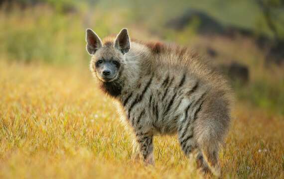 Image of Striped Hyena