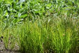 Image de Carex alba Scop.