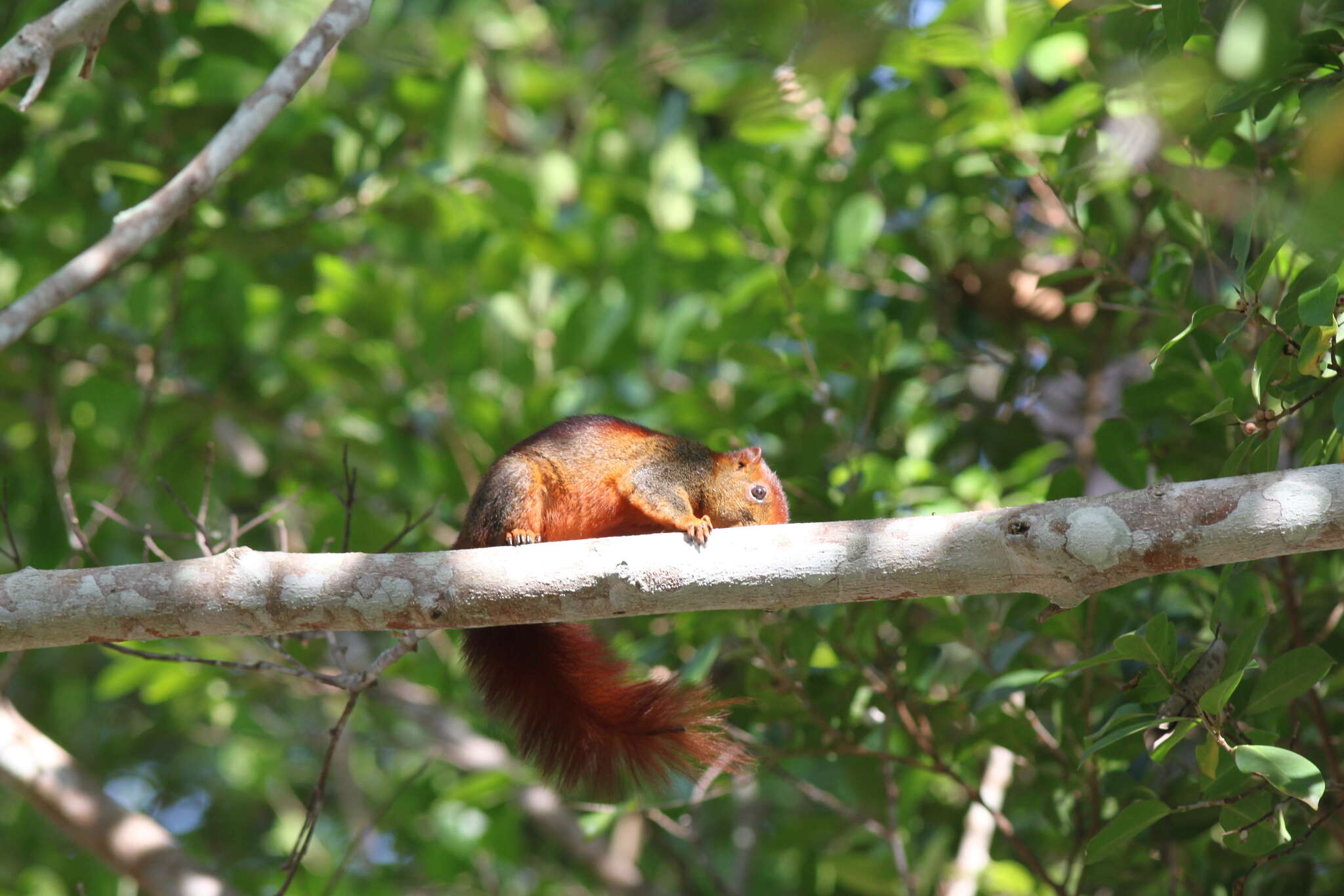 Image of Finlayson’s Squirrel