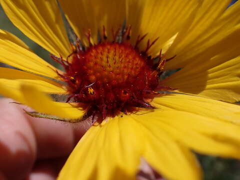 Image of Common perennial gaillardia