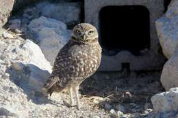 Image of Burrowing Owl