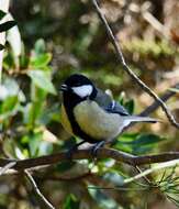 Image of Great Tit