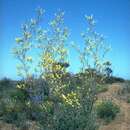 Imagem de Grevillea integrifolia (Endl.) Meissner