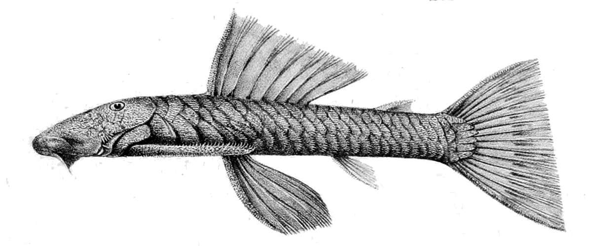 Image of Striped rubbernose plecostomus