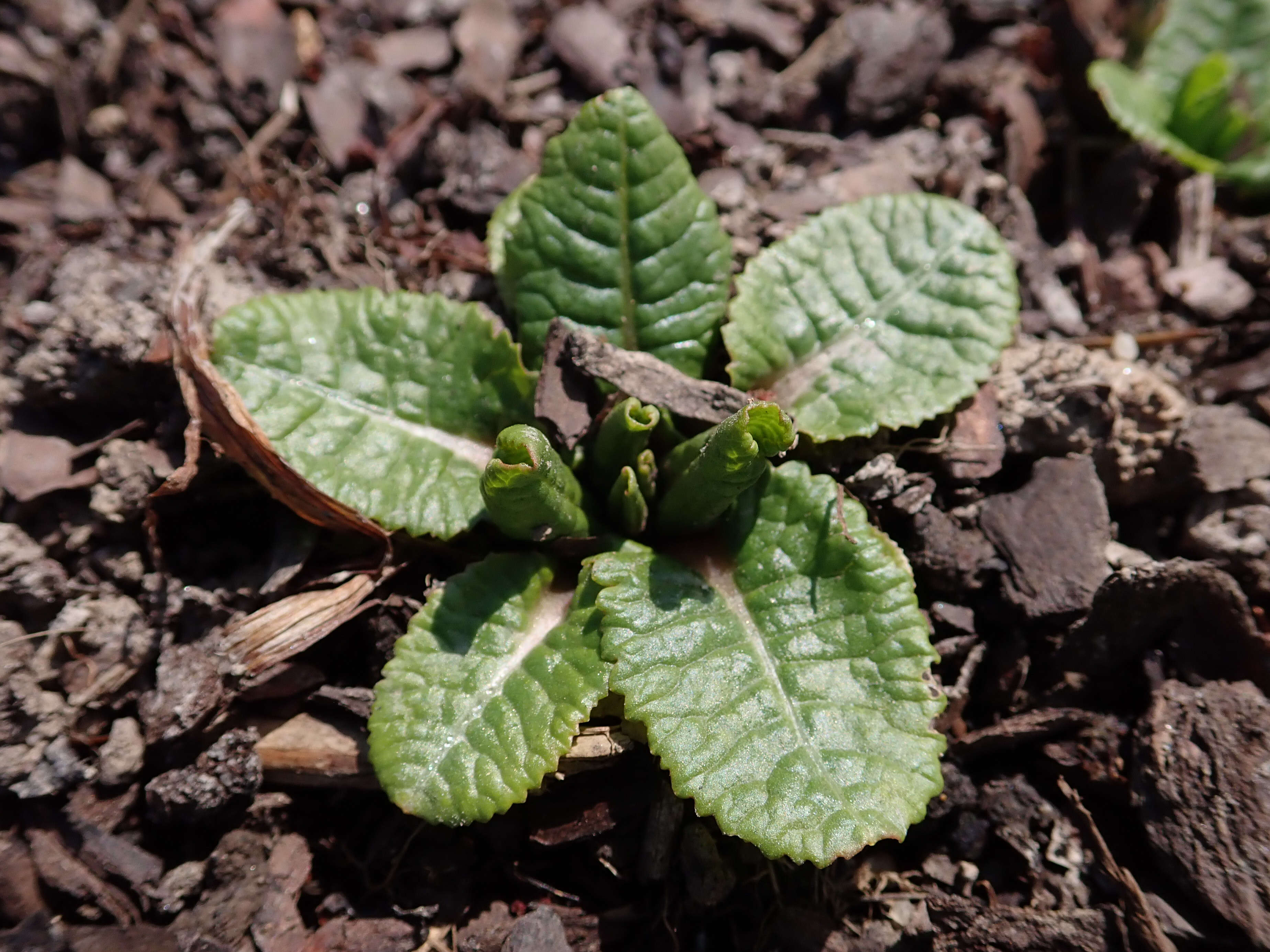 Image of Primula florindae Kingdon-Ward