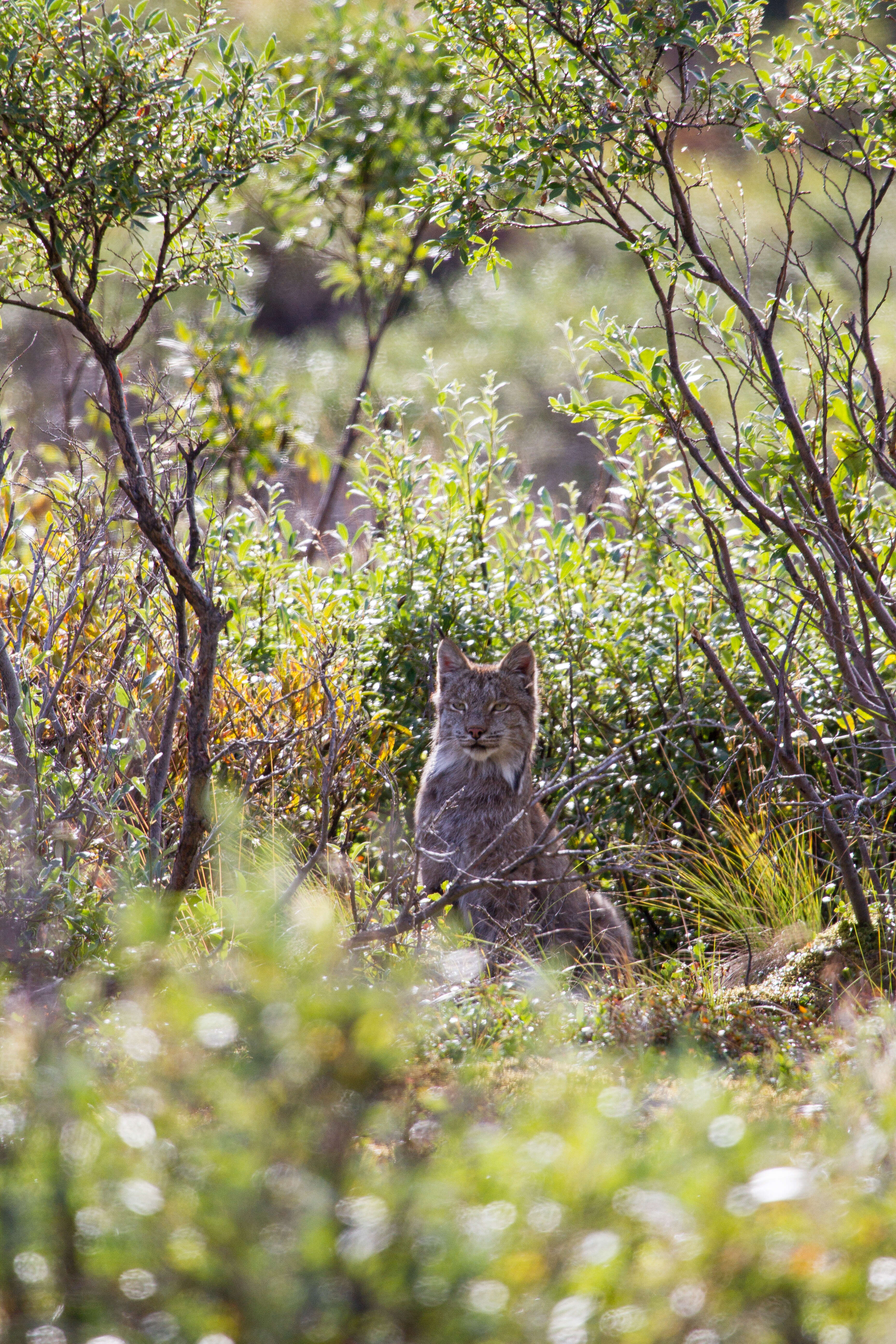 Image of Mexican bobcat