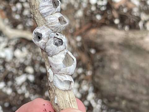 Image of Striped barnacle