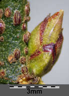 Image of Euonymus verrucosus Scop.