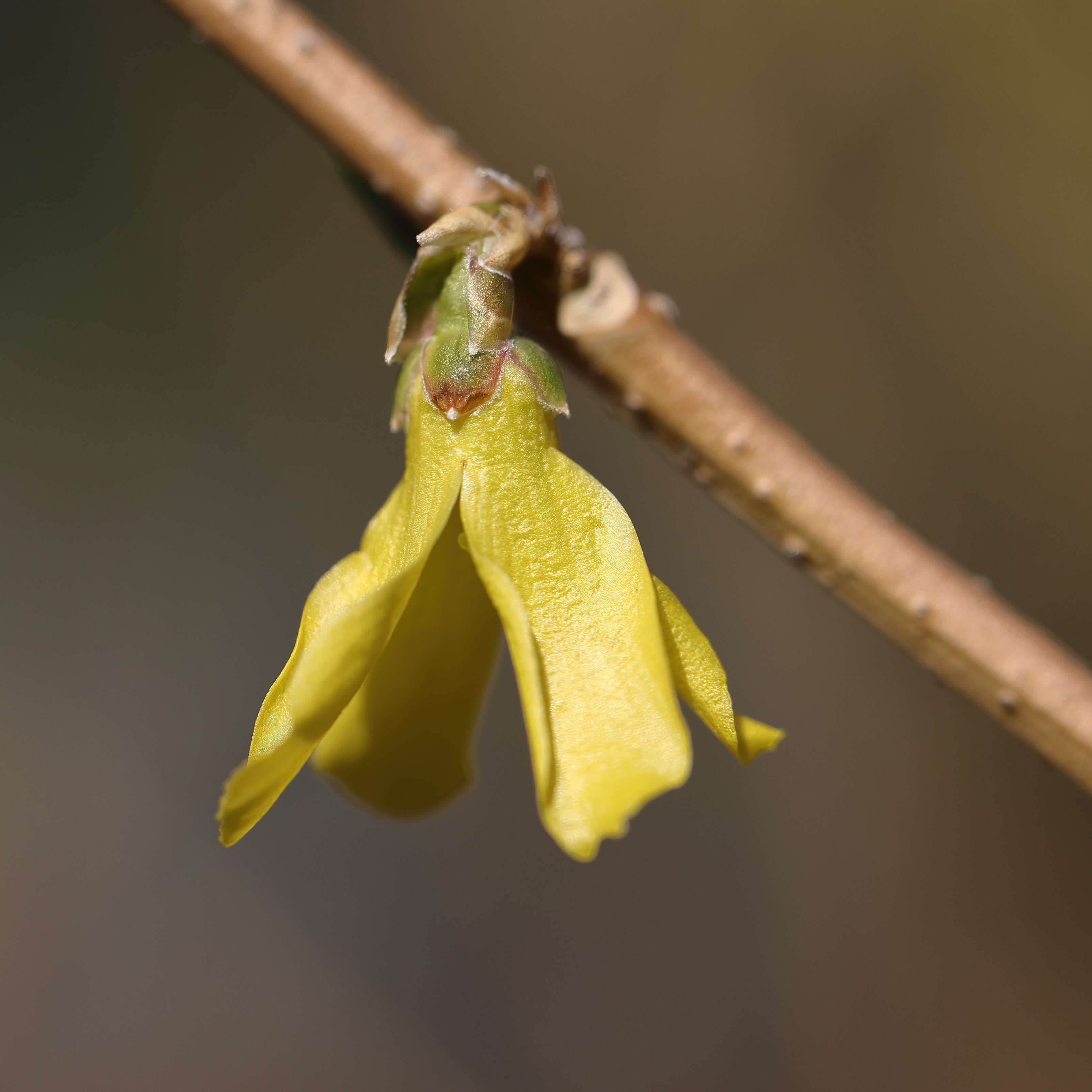 Forsythia ovata Nakai resmi