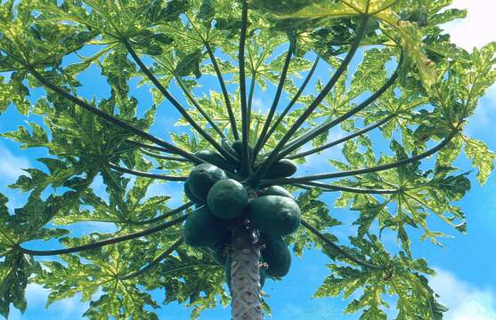 Image of Papaya ringspot virus