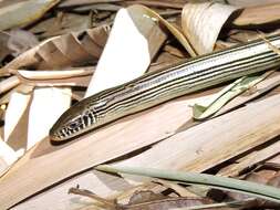 Image of Jointed Worm Lizard