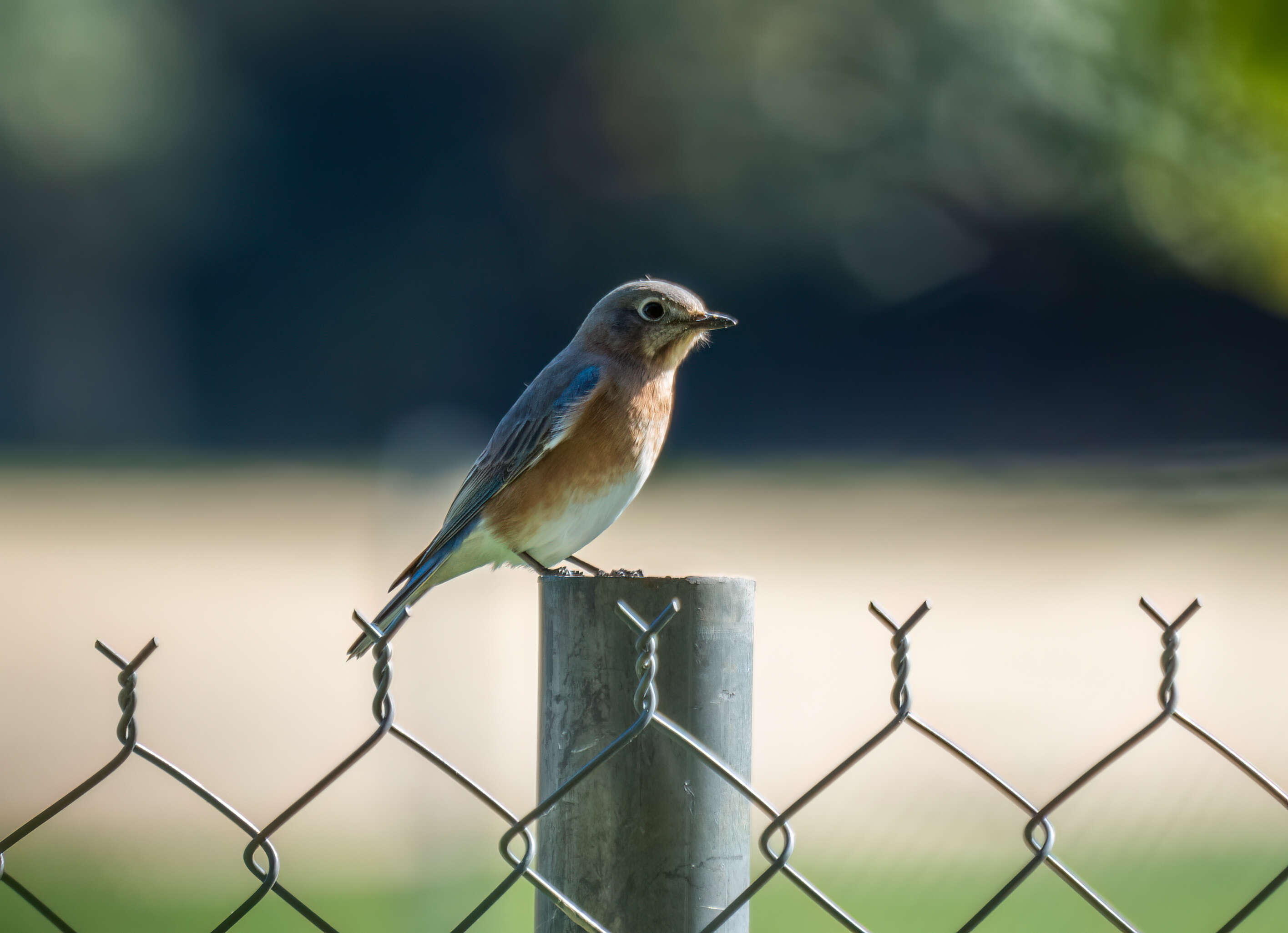 Image of Eastern Bluebird