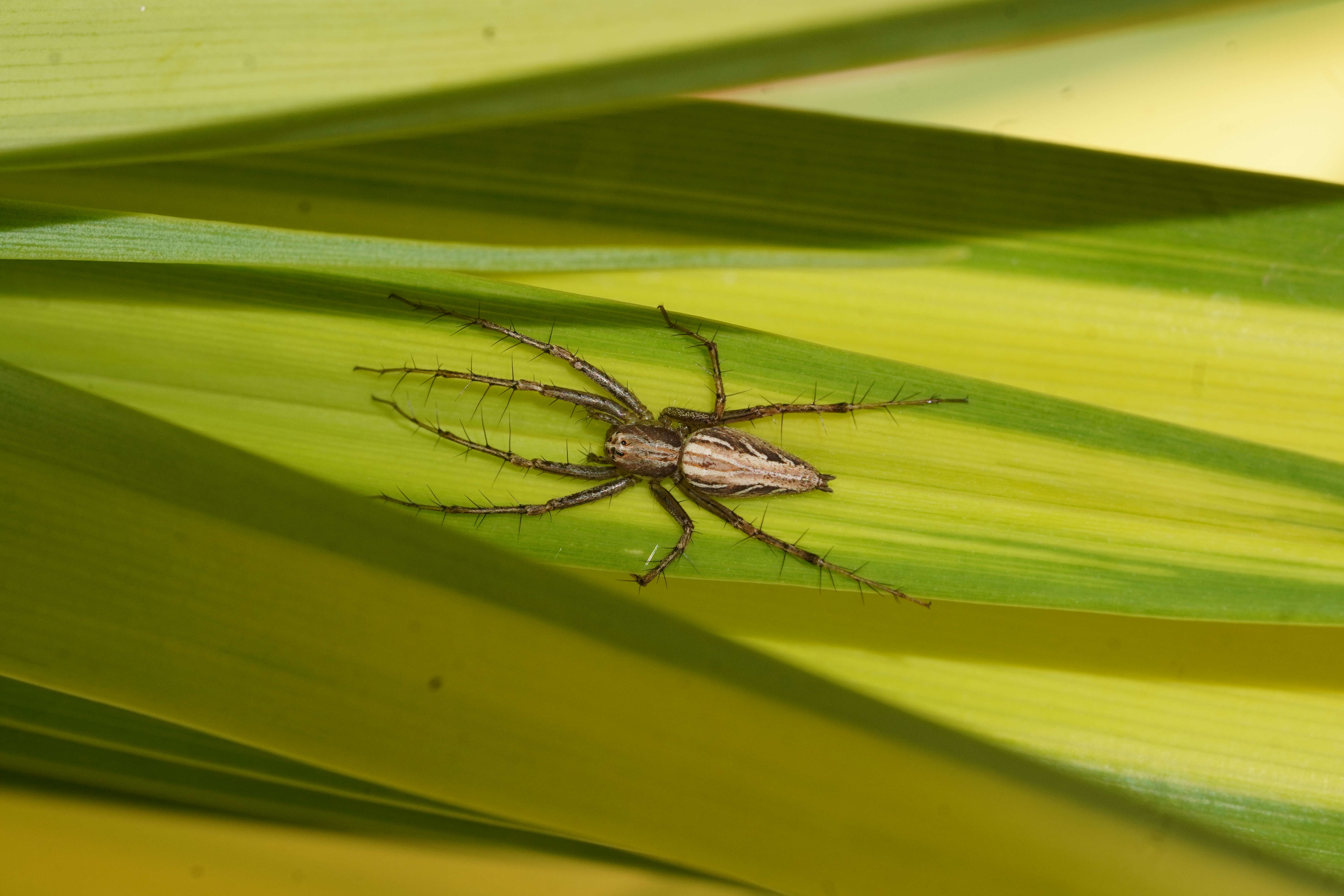 Image of lynx spider