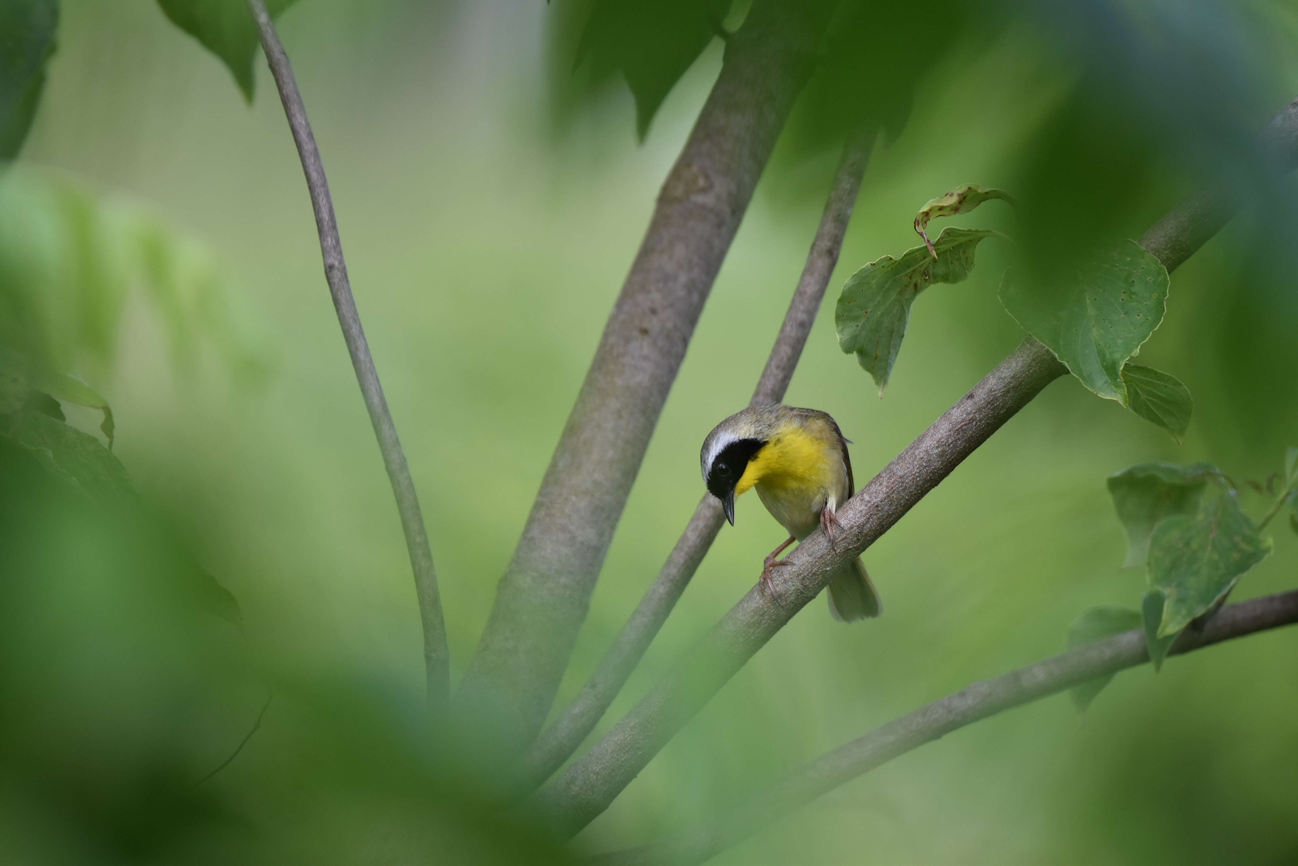 Geothlypis trichas (Linnaeus 1766) resmi