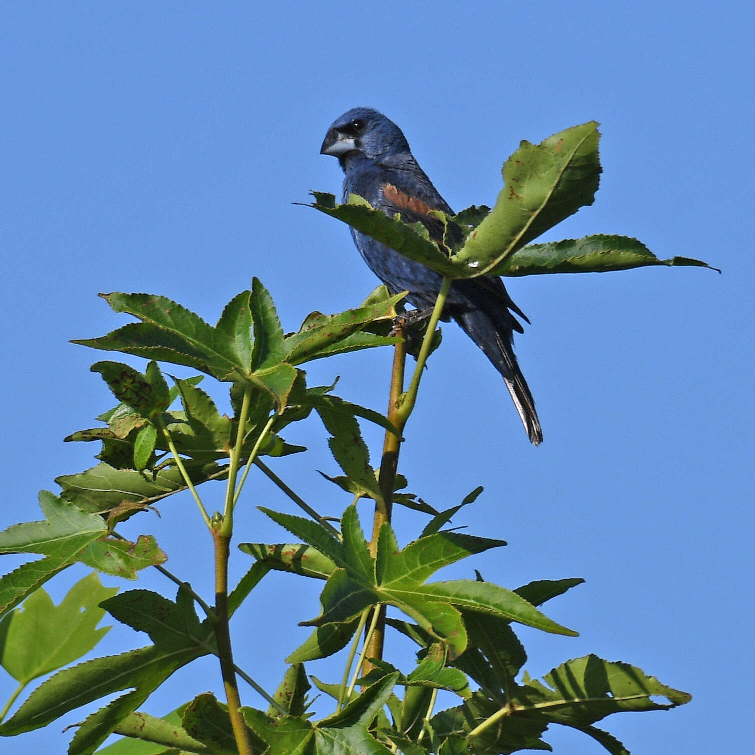 Image of Blue Grosbeak