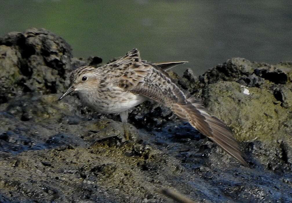 Image of Long-toed Stint