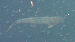 Image of Brown Trout