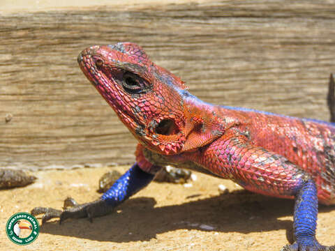 Image of Mwanza Flat-headed Rock Agama