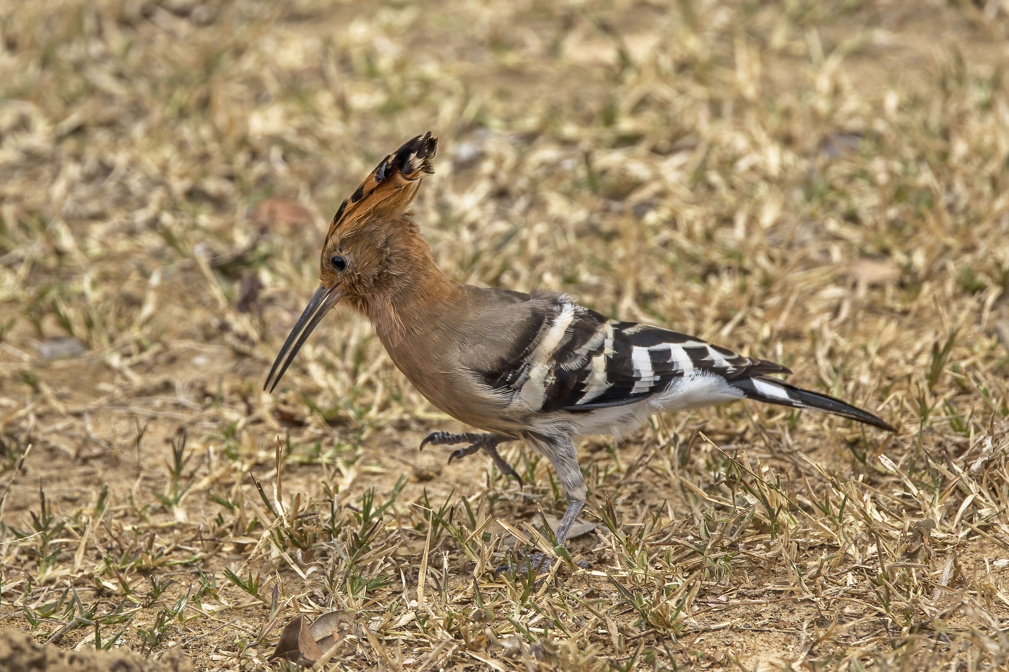 Imagem de Upupa Linnaeus 1758